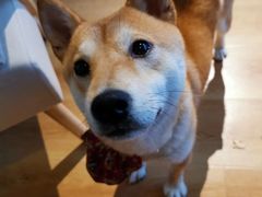 -柴犬小屋·柴餐厅·狗咖食堂(金鼎广场店)