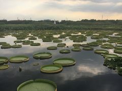 -荷塘月色湿地公园·向阳花洲