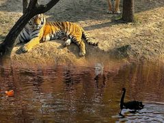 -石家庄市动物园