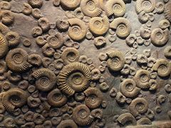 -郑州自然博物馆(惠济区)