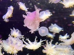 -太平洋海底世界