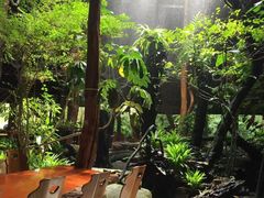 -绿光森林餐厅