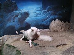 -zoonana室内动物园(东方福来德店)