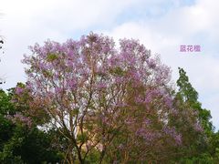 -金山公园