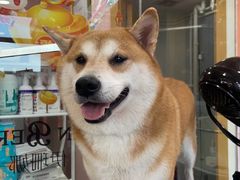 -车接车送·寄养洗护·德文猫舍(大宁店)