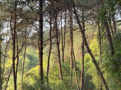 -铁山坪森林公园