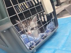 -达爱动物医院·犬猫分区·CT·复杂眼科(远洋山水分院)