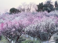 -南京古林公园