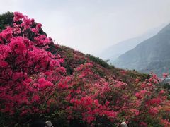 -木兰云雾山