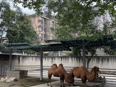 -成都动物园