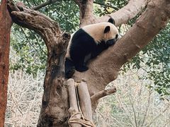 -都江堰中华大熊猫苑