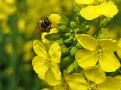 -中国天府农业博览园