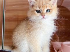 -喵百万·布偶·蓝金金渐层英短·猫舍(百子湾店)