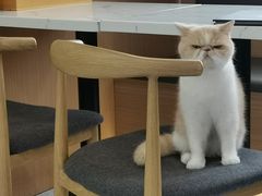 -喵园·猫主题咖啡厅·撸猫·猫咖(国贸店)