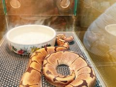 -上海大自然野生昆虫馆(东方明珠·爬宠昆虫探索中心)