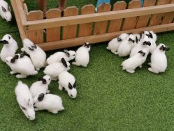 -萌宠亲子动物乐园(槐房万达店)