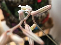 -合易泓烤肉•首创生椰大油边(宁山路店)