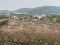 -香雪海