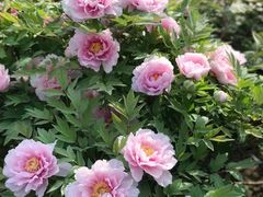 -洛阳白云山景区