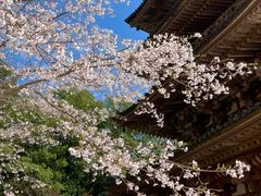 -醍醐寺