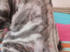 -西安京西宠物医院·瘫痪·疑难杂症