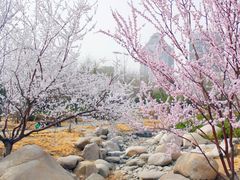 -莲花池公园