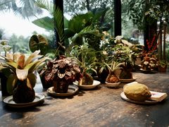 -自由生长植物工作室(深港花卉中心店)