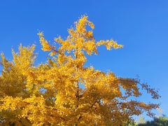 -北京西山国家森林公园