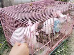 -小鱼草莓采摘园农家乐·小鱼餐厅