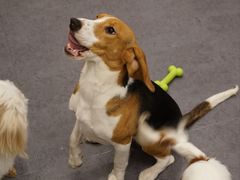 -有喵·猫咖·狗咖·40+猫狗有小奶狗(岗厦店)