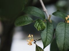 -凤凰御元艺术基地