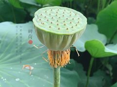 -莫催咖啡