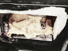 -彩虹桥宠物火化殡葬善终服务(金乐大厦店)