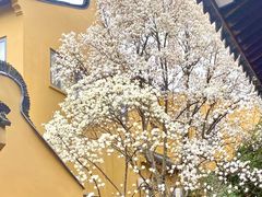-龙华寺