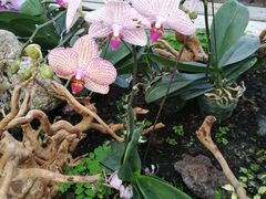 -北京植物园-展览温室
