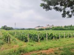 -北京张裕爱斐堡酒庄