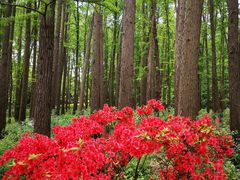 -上海共青森林公园