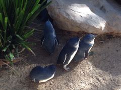 -费瑟代尔野生动物园