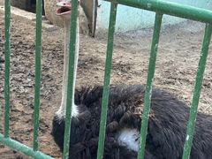 -五龙山野生动物王国