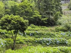 -鼓岭旅游度假区
