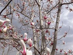 -北京西山国家森林公园