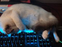 -创凡宠物医院·骨专科  猫科中心(西乡分院)
