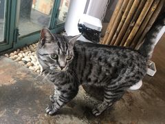 -喵屿·大理花园猫咖