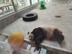 -西安秦岭野生动物园