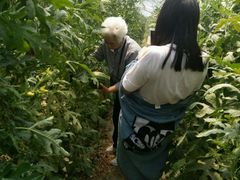 -庞各庄西瓜蔬菜采摘园·锦华瓜园