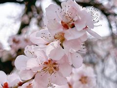 -桃花堤公园