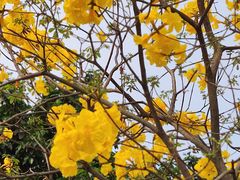 -广东花都湖国家湿地公园