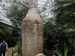 -北京植物园-展览温室