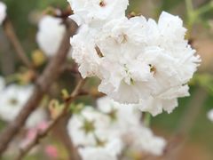 -天适樱花悠乐园