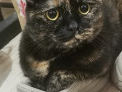 -北京观赏动物医院·24小时大型综合·猫专科·异宠专科